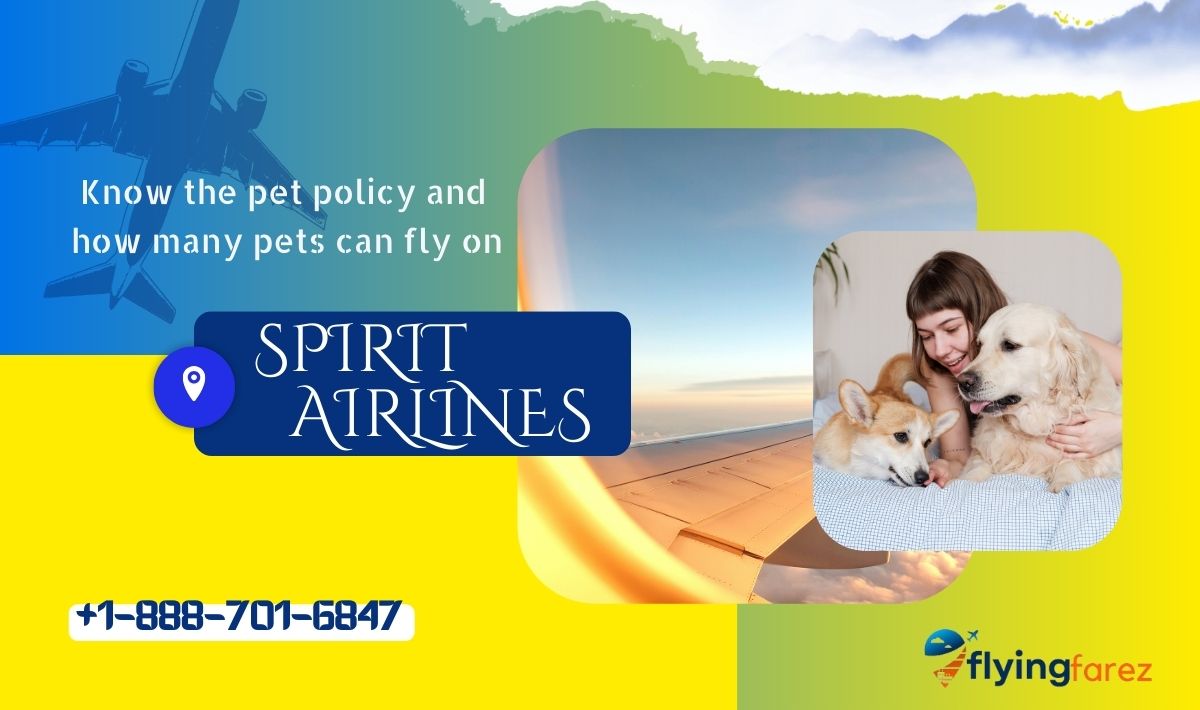 Know the pet policy and how many pets can fly on Spirit Airlines